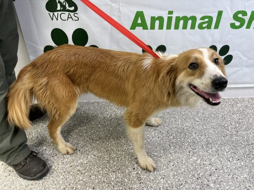 Tan and white mixed breed dog walking in hallway