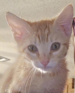 Small orange tabby kitten staring into the camera lens
