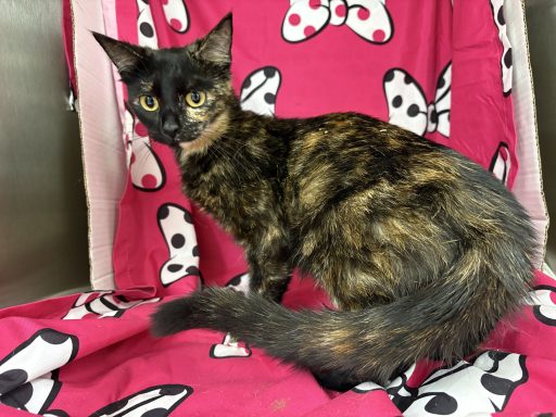 Black and orange tortoise shell cat sitting in kennel