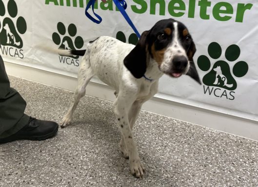 White and black tricolor hound mixed breed dog standing in hallway