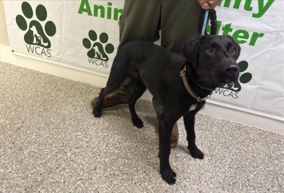 young male black lab mix