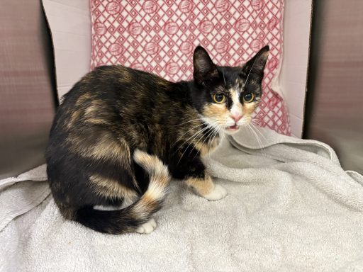 Black, orange, and white calico cat sitting in kennel