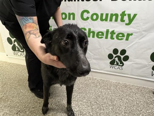 black female mixed breed dog