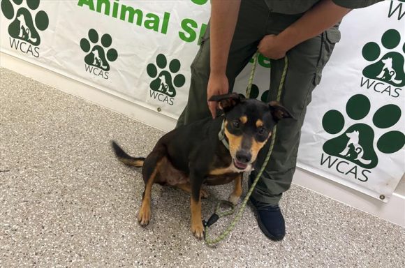 black and tan mixed breed female dog