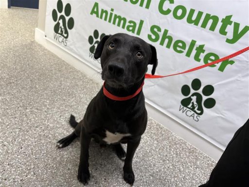 Black dog sitting in hallway on a leash