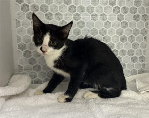 Black and white female cat sitting on towel