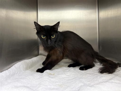 Black female cat sitting in kennel on a blanket