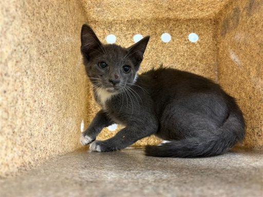 Grey and white cat sitting in kennel box