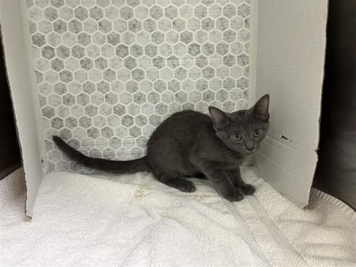 Grey female kitten sitting on a towel