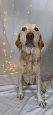 Yellow female dog sitting on a white sheet