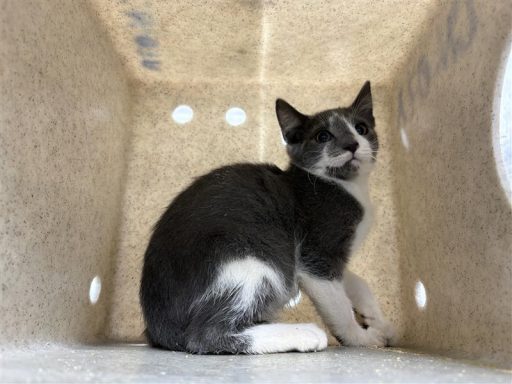 Grey and white cat sitting in kennel box