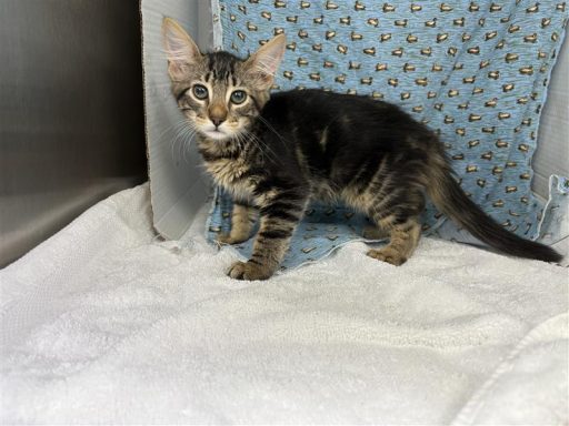 Tabby and grey cat standing on a towel