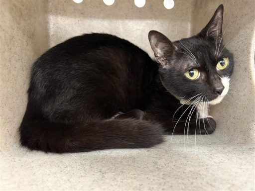 Black and white male cat sitting in kennel