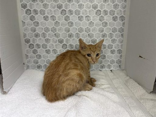 A yellow colored cat sitting on a towel