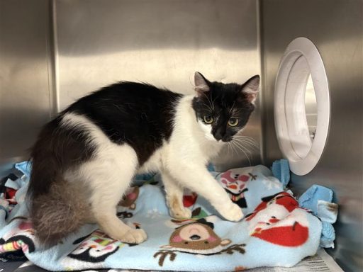 White and black female cat sitting in kennel on a blanket