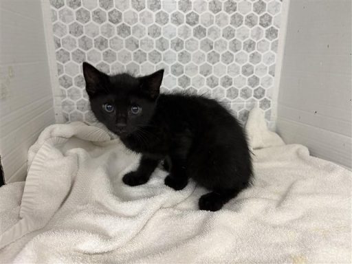 Black male kitten sitting on a towel