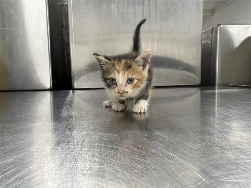 Calico cat sitting on table
