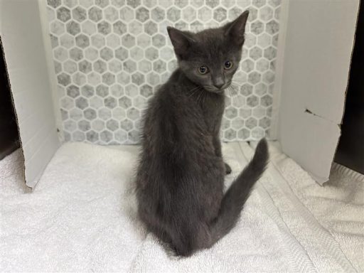 Grey cat sitting in kennel on a towel