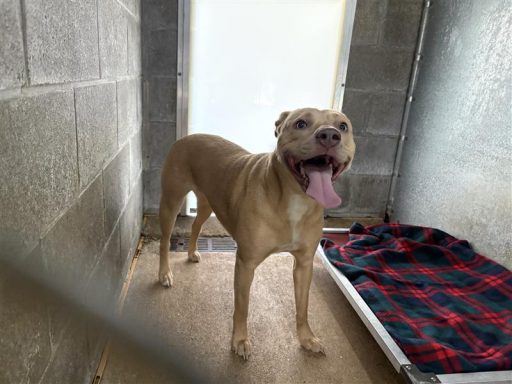 Female tan and white dog standing in kennel