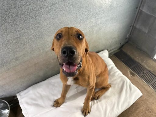 A male tan and white dog sitting in his bed