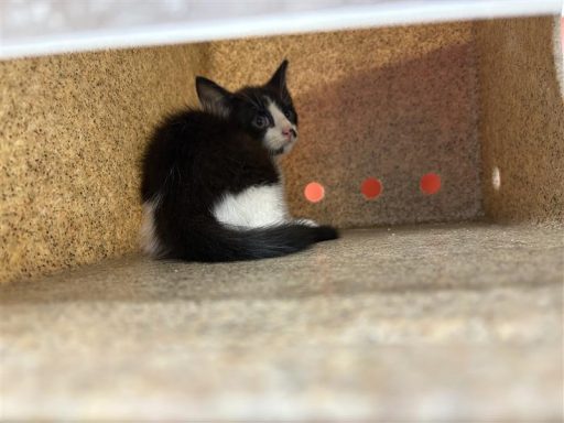 Black and White kitten sitting in box
