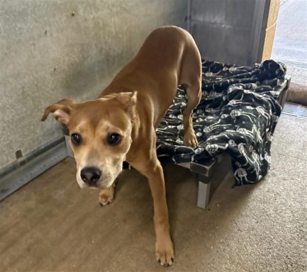 Red color female dog sitting in kennel