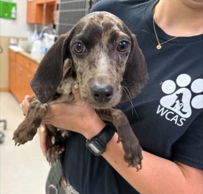 Brown and white male puppy being held
