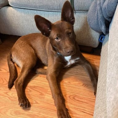 brown white 5 month old mixed breed young adult
