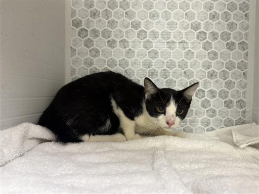 Black and white male cat sitting on a towel