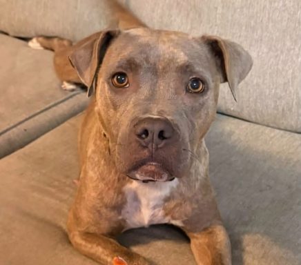 Tan and grey brindle mixed breed dog looking at camera