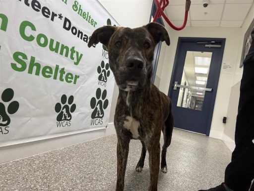 Brindle male dog standing in hallway
