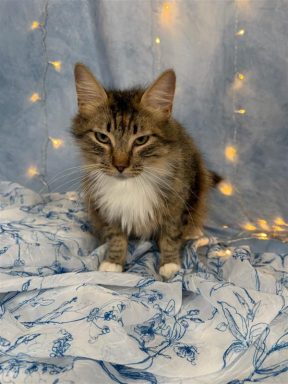 Tabby and white female cat sitting on a blue blanket