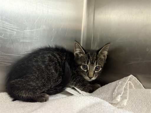 Grey and tabby male cat sitting on a towel