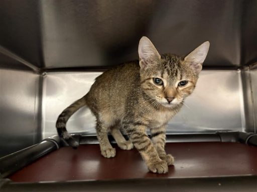 Grey and black female cat sitting in cat kennel