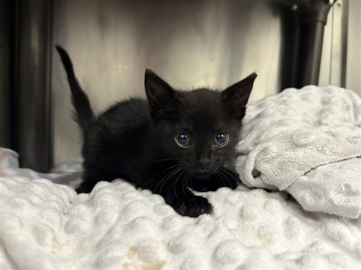 Black male cat sitting on a towel