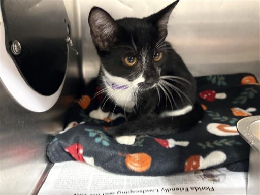 Black and white male cat sitting in kennel on a blanket