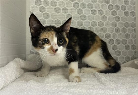 Calico female cat sitting on a towel