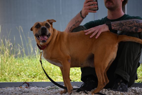 Brown and black tricolor dog being pet