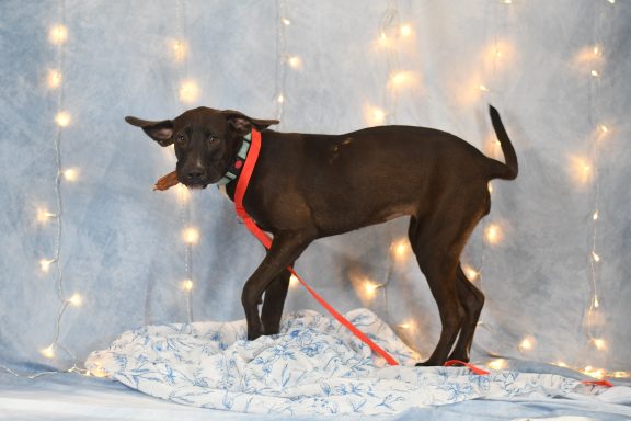 Black and white female dog standing on the floor