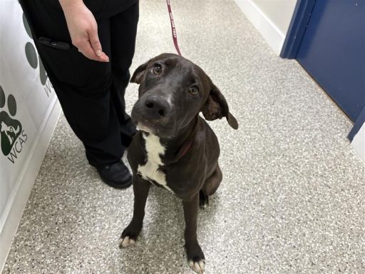 Black and white female dog sitting in hallway