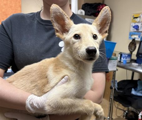 Tan female puppy being held