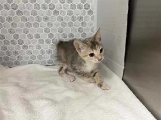 Black and orange tabby female cat sitting on a towel