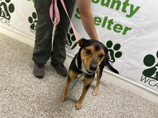 Black and tan male dog standing in hallway on a leash
