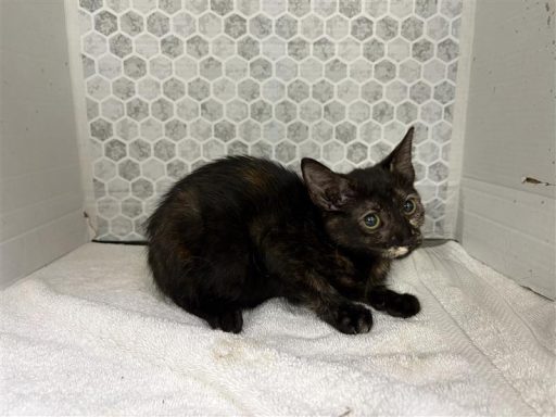 A yellow and black colored female cat sitting on a towel
