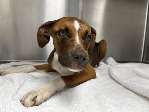 Red and brown female dog sitting on a towel