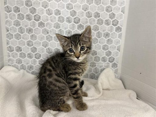 Grey and black colored male kitten sitting on towel
