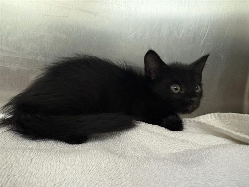 Black colored female cat sitting on a towel