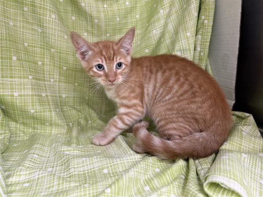 Orange male cat sitting on a blanket
