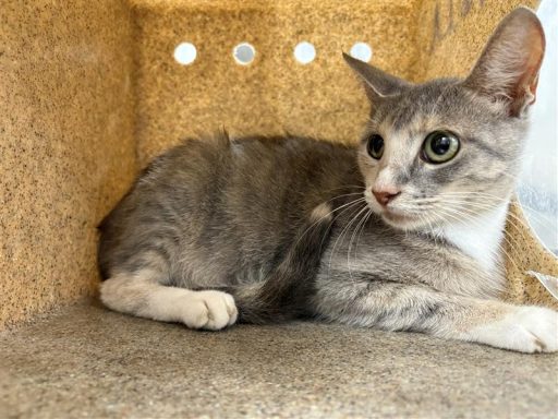 Grey and white colored cat sitting in kennel box