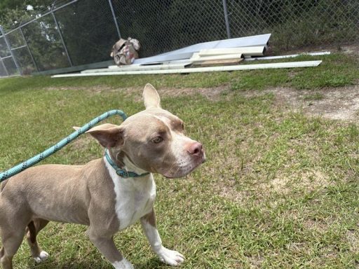 Grey and white male dog standing outside on a leash
